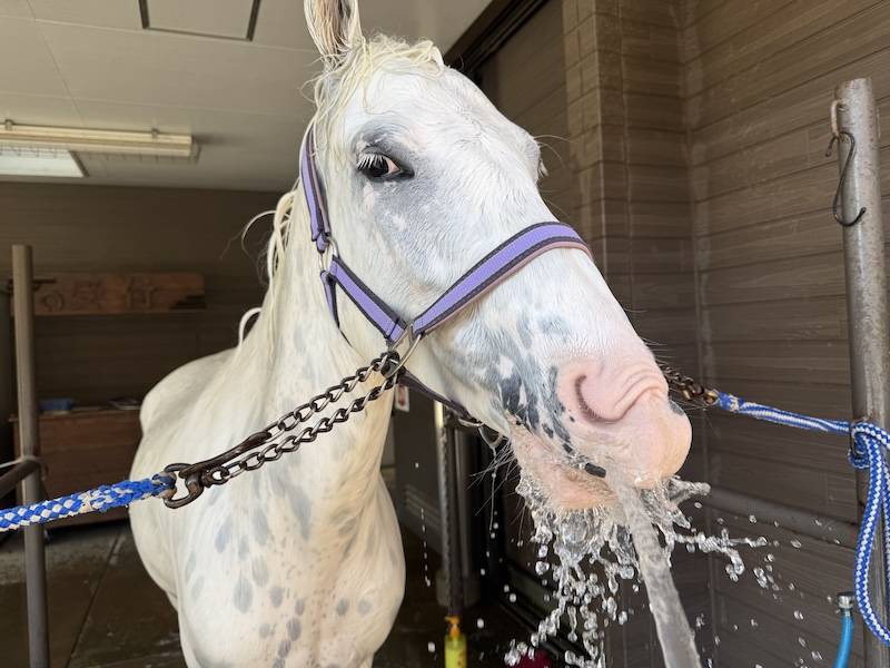 ぱかぱか広場 スノーゴッドのシャンプー6.jpg