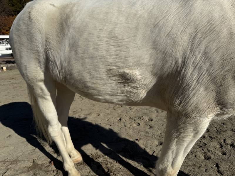 ぱかぱか広場 スノーゴッドのシャンプー3.jpg