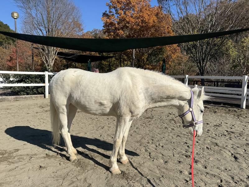 ぱかぱか広場 スノーゴッドのシャンプー2.jpg