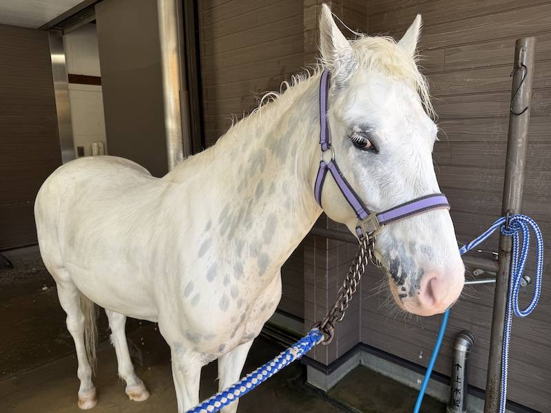 ぱかぱか広場 スノーゴッドのシャンプー5.jpg