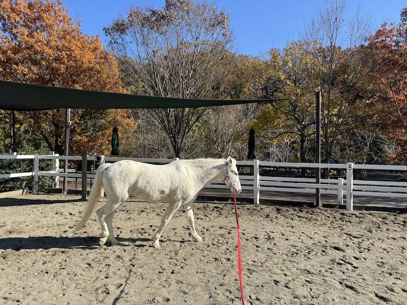 ぱかぱか広場 スノーゴッドのシャンプー1.jpg