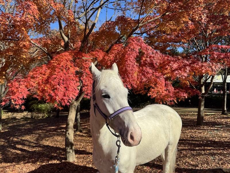 ぱかぱか広場 スノーゴッドのシャンプー7.jpg