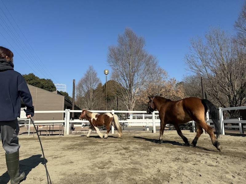 ぱかぱか広場 フリーラン2.jpg