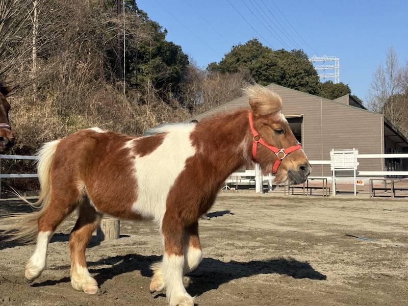 ぱかぱか広場 フリーラン3.jpg