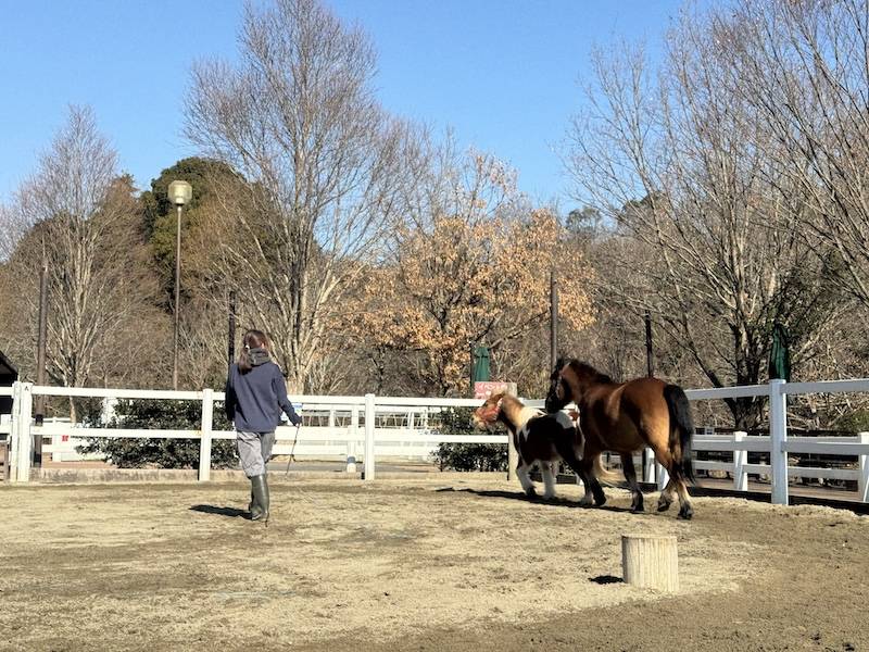 ぱかぱか広場 フリーラン5.jpg
