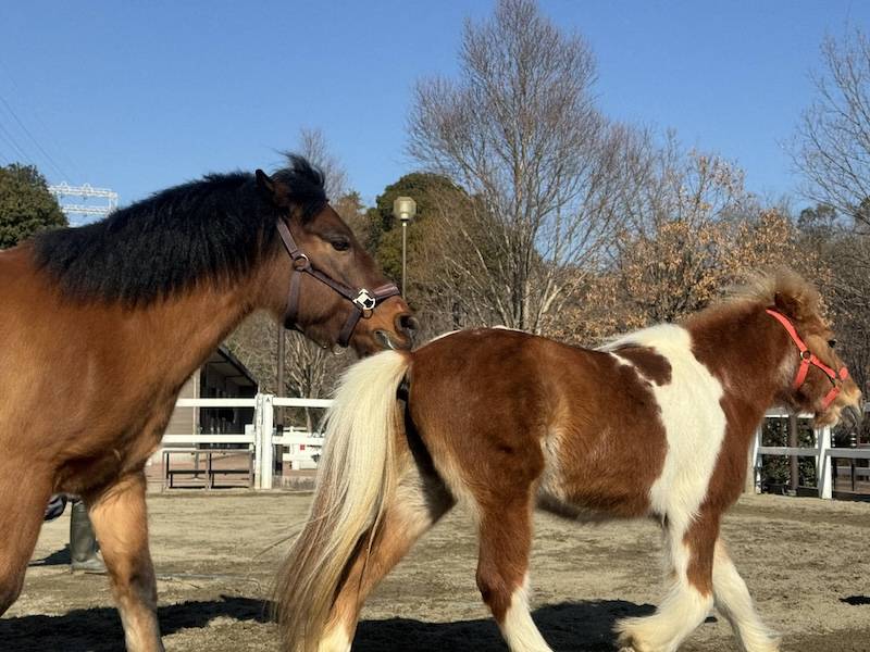 ぱかぱか広場 フリーラン4.jpg