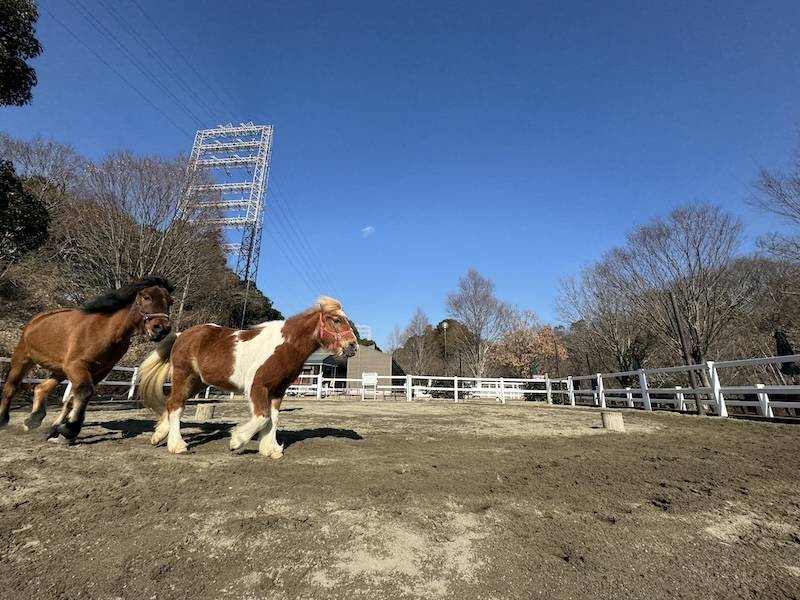 ぱかぱか広場 フリーラン6.jpg
