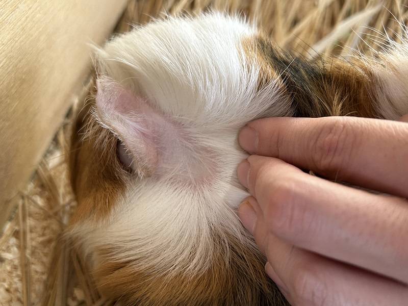 ツルツルで皮膚が露出した耳の裏の無毛部.jpg