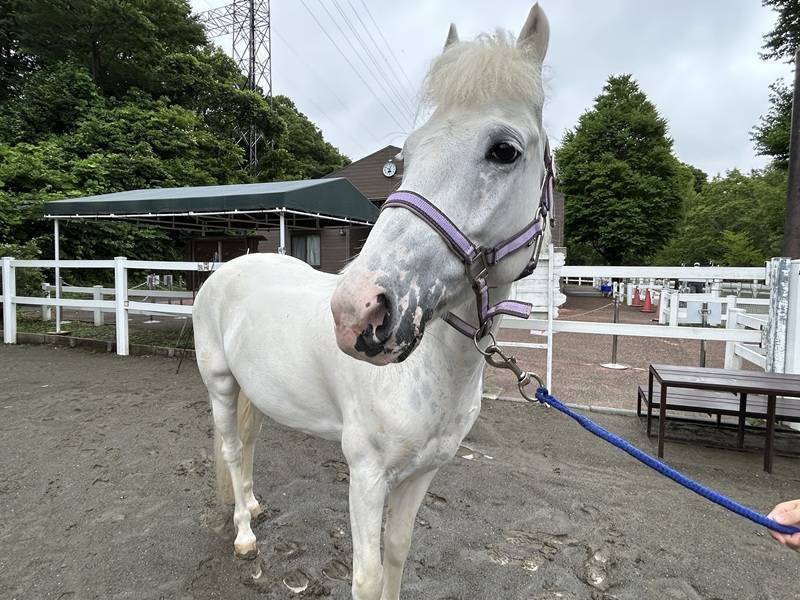 3馬のスノーゴッド.jpg