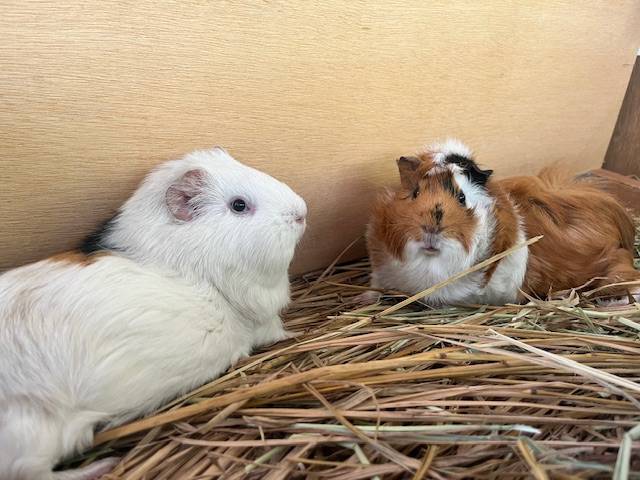 休憩所でくつろぐモルモット.jpeg