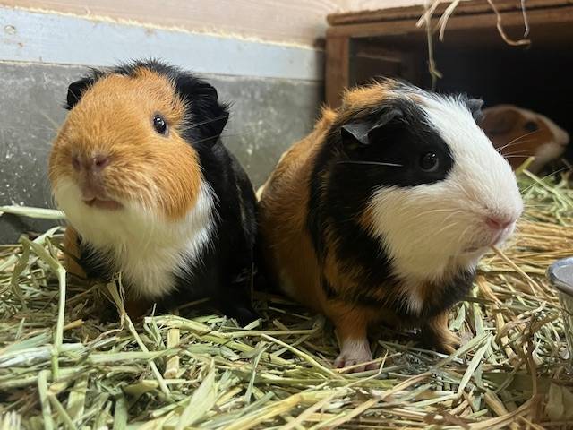 2頭のモルモット.jpeg