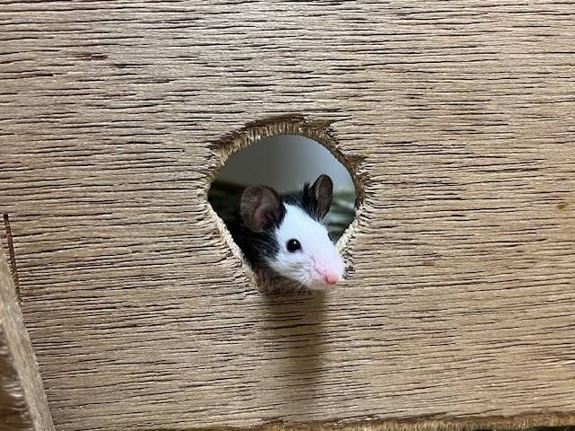 穴から顔を出すパンダマウス.jpg