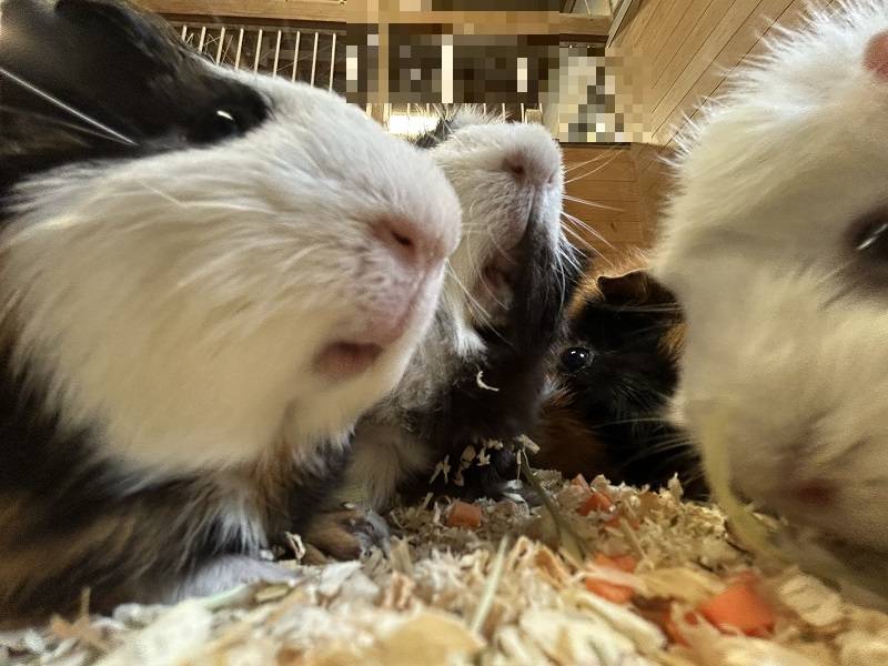 下からアングルのモルモット.jpg