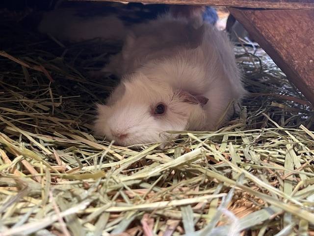 くつろぐモルモット.jpg