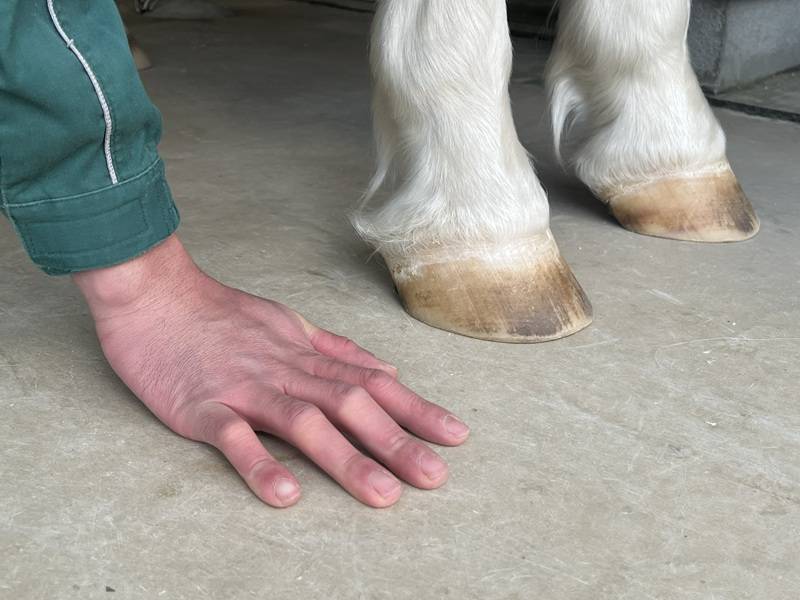 人の爪と馬の蹄.jpg