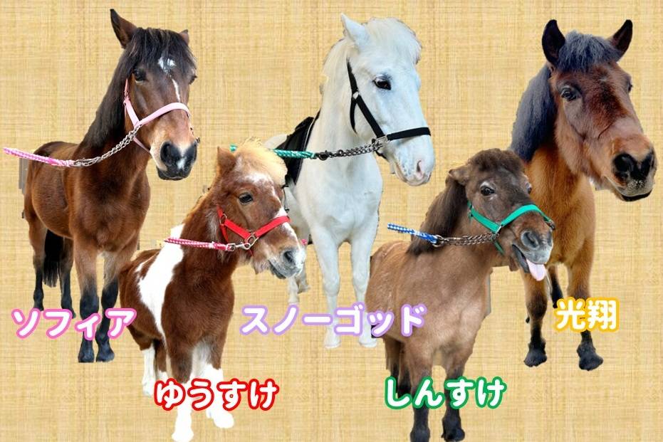ぱかぱか広場の馬たちの紹介写真.jpg