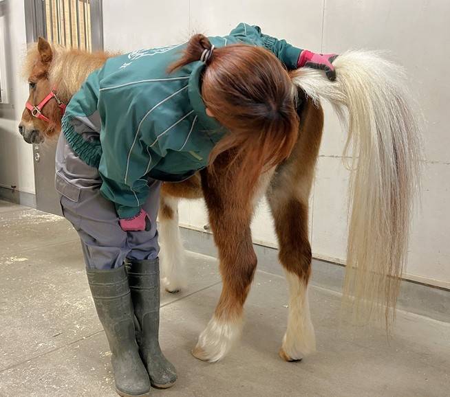 馬のお尻を覗き込む飼育員.jpg