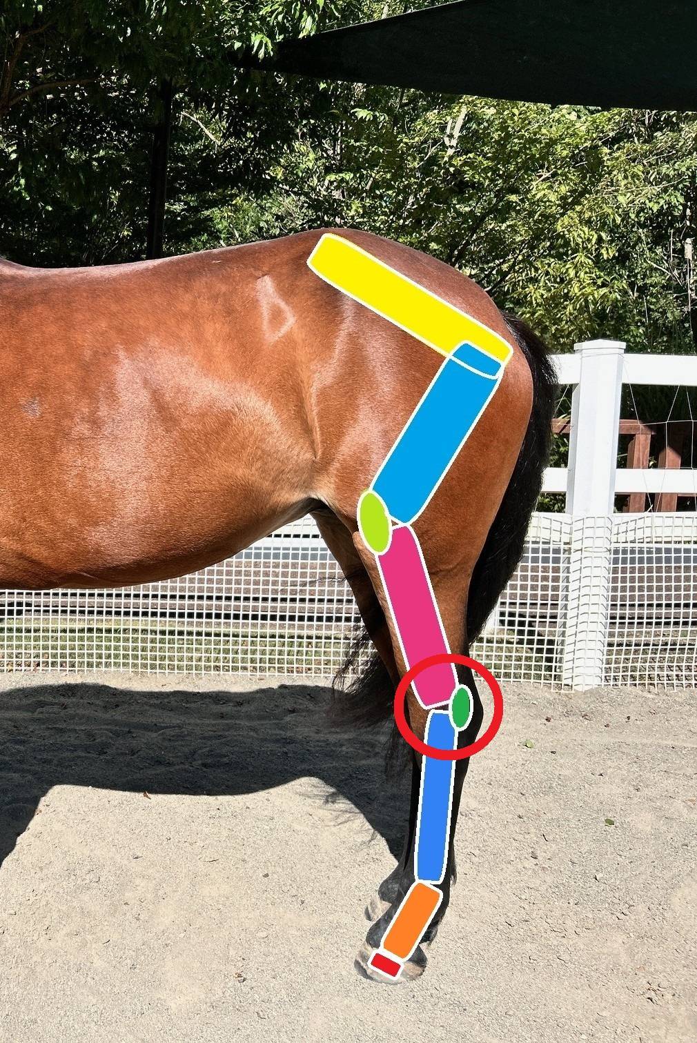 2026.05ぱかぱか馬のかかと3.jpg