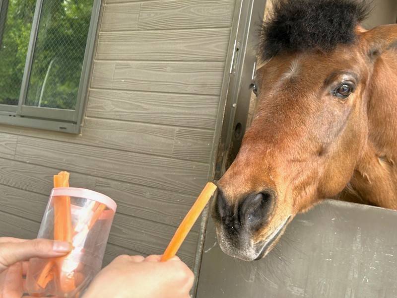 ニンジンスティックと馬の光翔.jpg
