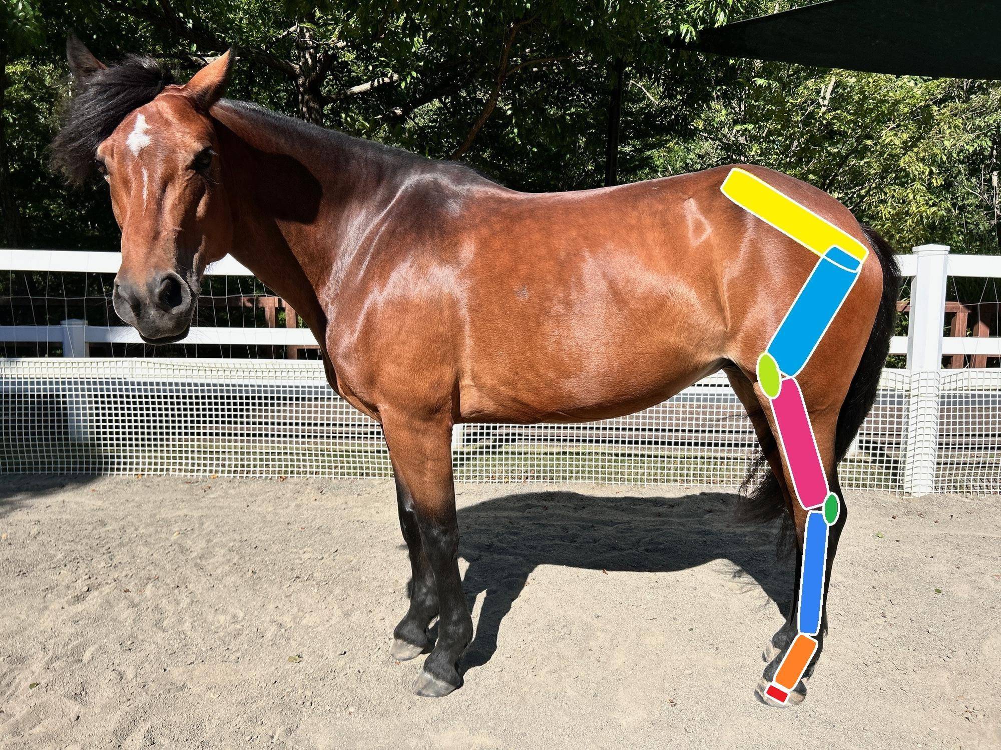 2026.05ぱかぱか馬のかかと1.jpg