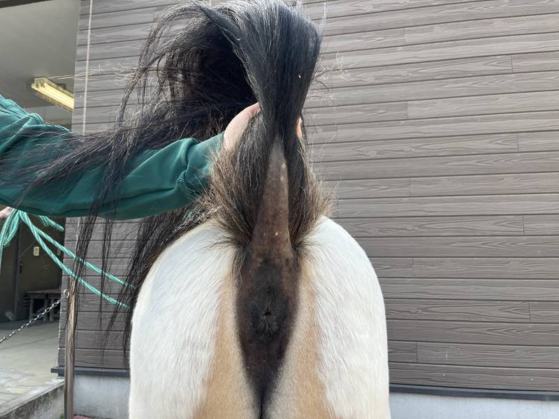 尻尾の裏.jpg