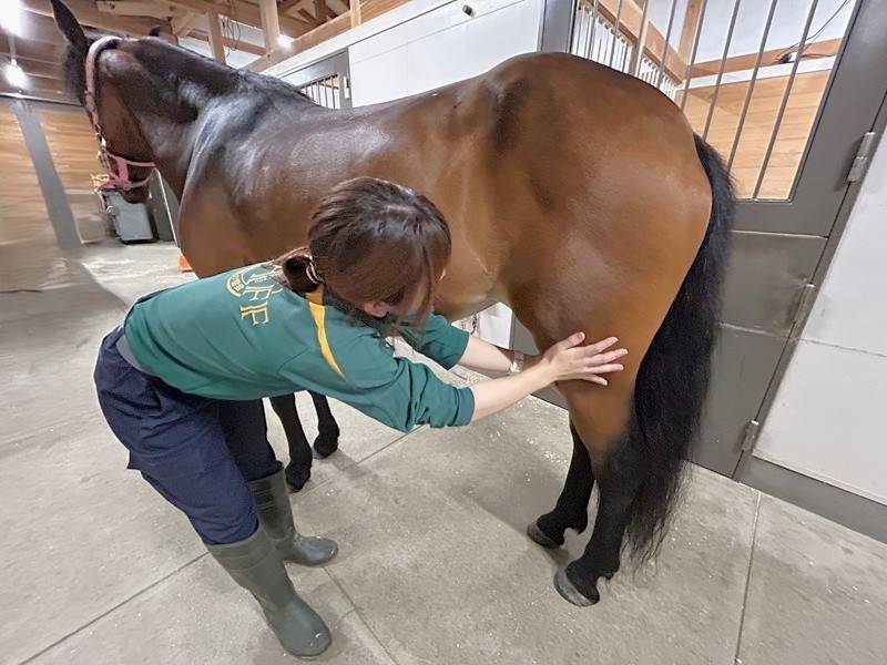 「ソフィア」の後肢に触れる飼育員.jpg