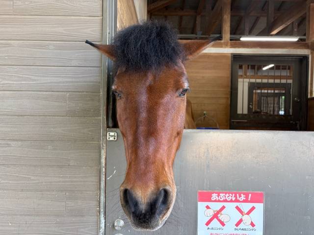 ぱかぱか202607馬の耳1.jpg