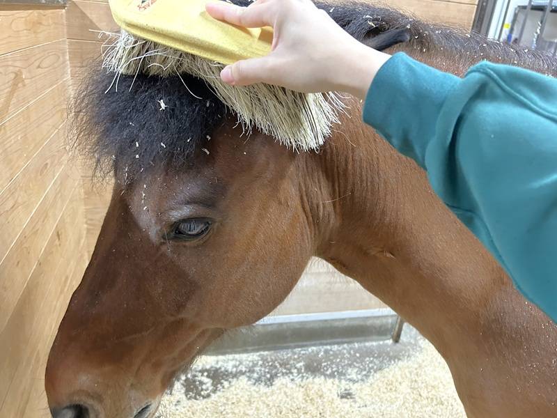 ブラシで顔回りのおがくずを掃っている様子.jpg