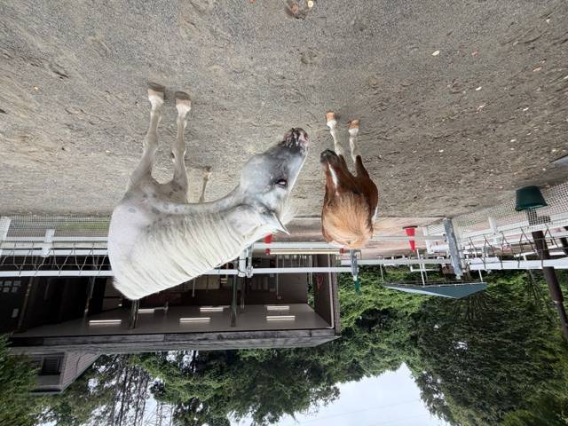 202609ぱかぱか2頭は馬が合う4.jpg