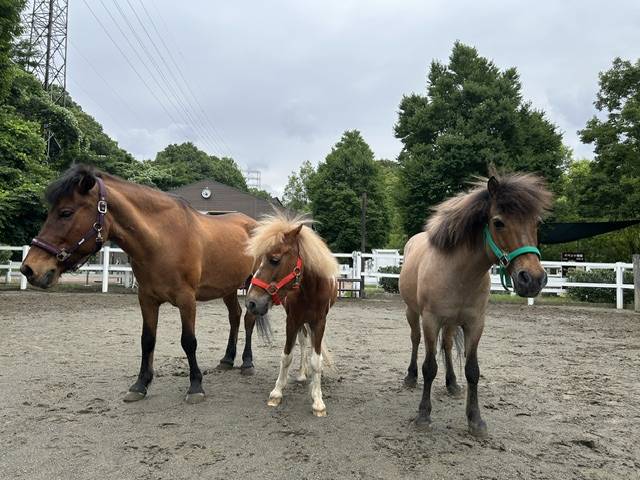 等間隔に並ぶ3頭のポニーがきょろきょろしている2.jpg