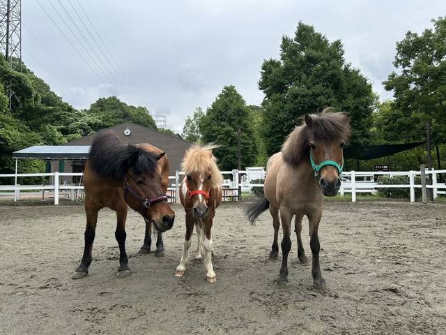 等間隔に並ぶ3頭のポニーがきょろきょろしている.jpg