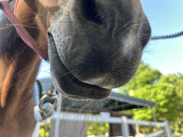 馬の口元アップ.jpg