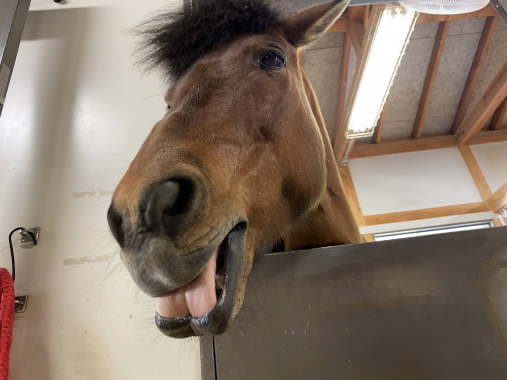 ぱかぱか ぺろ2 光翔2.jpg