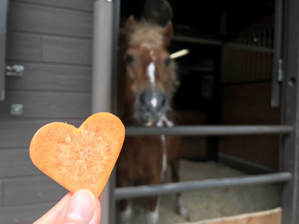 もっと大きくて可愛いにんじんをあげたい ぱかぱか広場 よこはま動物園ズーラシア公式サイト 公益財団法人 横浜市緑の協会 もっと大きくて可愛いにんじんをあげたい ぱかぱか広場 よこはま動物園ズーラシア公式サイト 公益財団法人 横浜市緑の協会