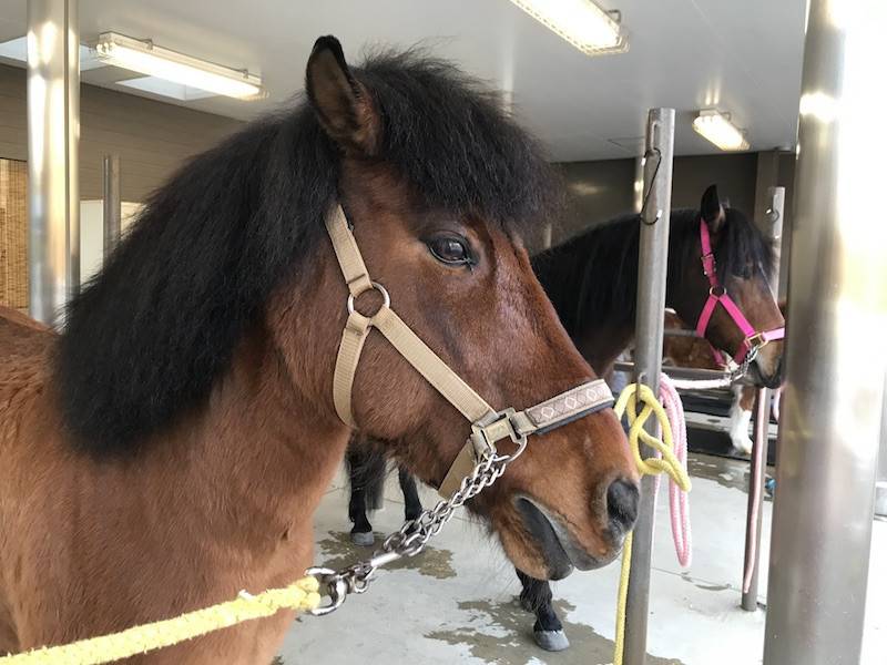 蹄の形のひみつ ぱかぱか広場 よこはま動物園ズーラシア公式サイト 公益財団法人 横浜市緑の協会