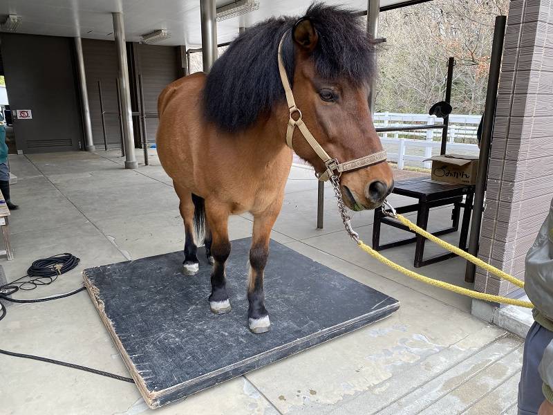 馬の体重測定　光翔1.jpg