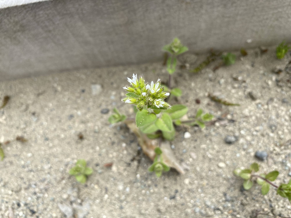 ぱかぱか 春ミミナグサ.jpg