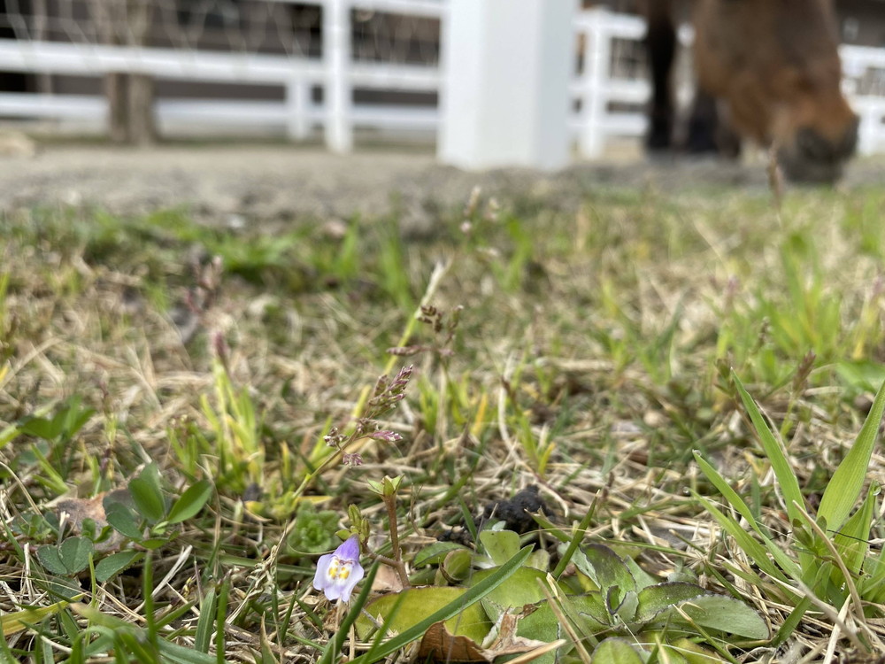 ぱかぱか 春トキワハゼ.jpg