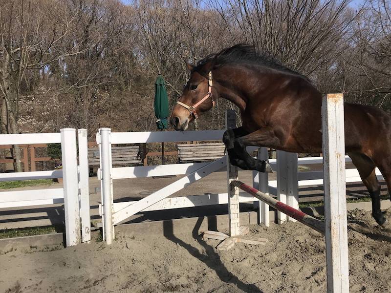 平日限定 ひき馬体験 再開 ポニーのジャンプショー も ぱかぱか広場 よこはま動物園ズーラシア公式サイト 公益財団法人 横浜市緑の協会