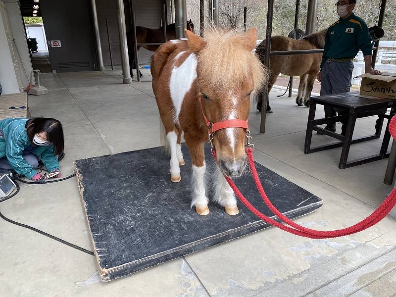 馬の体重測定4.jpg