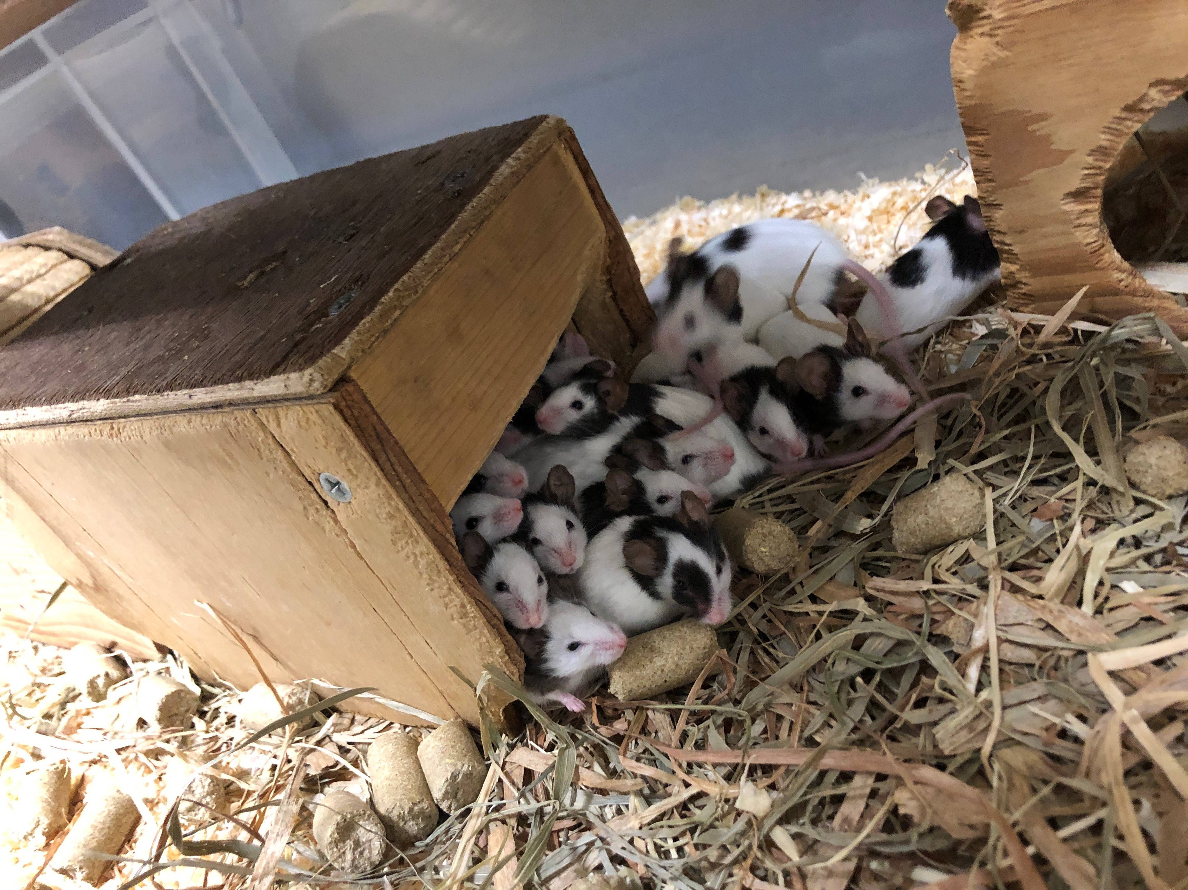 隙間がスキ ぱかぱか広場 よこはま動物園ズーラシア公式サイト 公益財団法人 横浜市緑の協会 隙間がスキ ぱかぱか広場 よこはま動物園ズーラシア公式サイト 公益財団法人 横浜市緑の協会