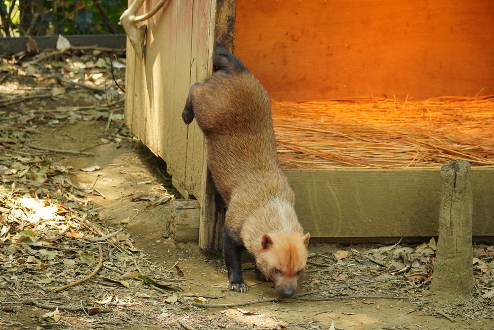 0326 スマイラー 逆立ちマーキング.jpg