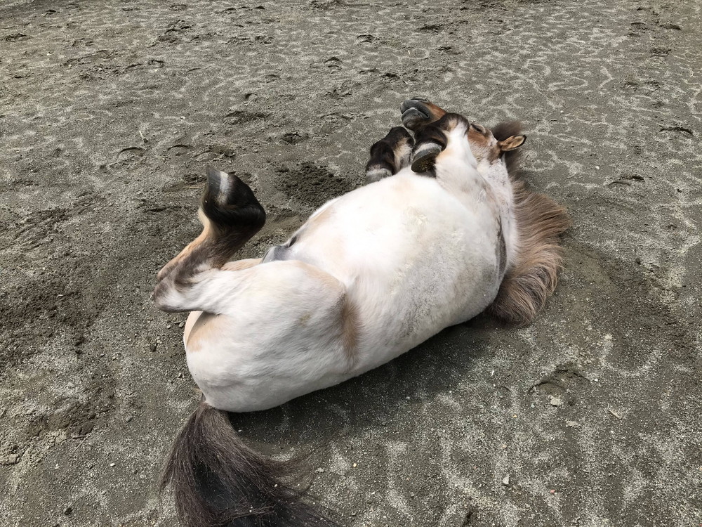 ぱかぱか 手洗い.jpg