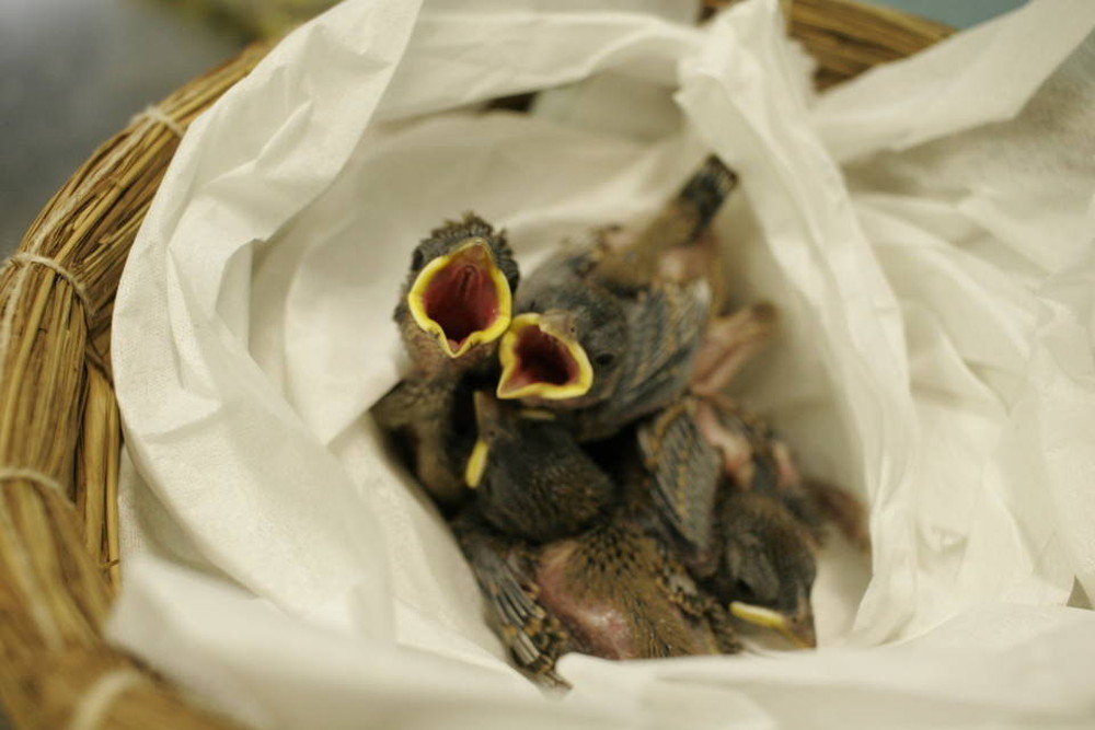 スズメ 食べ物