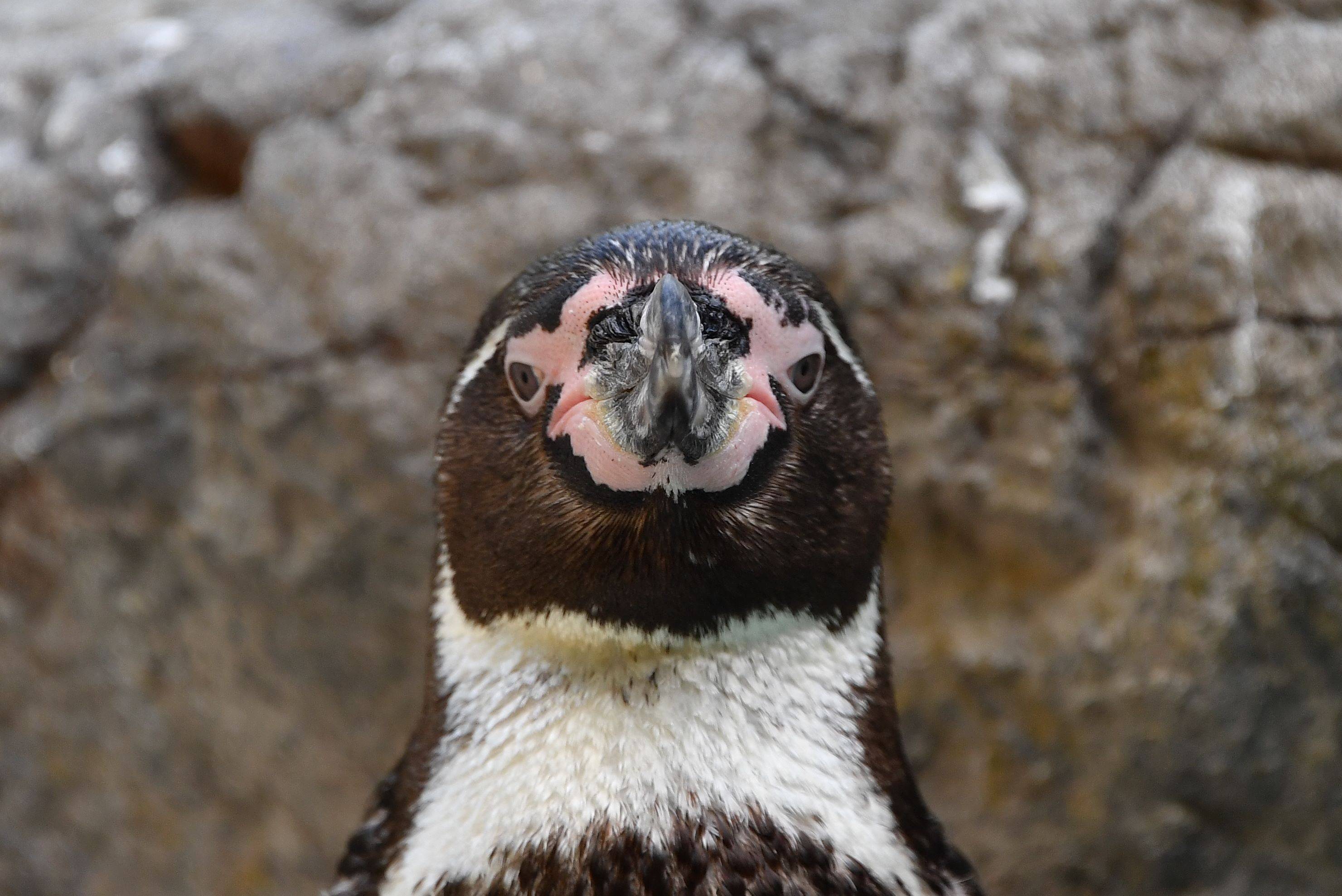 鳥の正面顔が好き っていうお話 ブログdeズーラシア よこはま動物園ズーラシア公式サイト 公益財団法人 横浜市緑の協会 鳥の正面顔が好き っていうお話 ブログdeズーラシア よこはま動物園ズーラシア公式サイト 公益財団法人 横浜市緑の協会