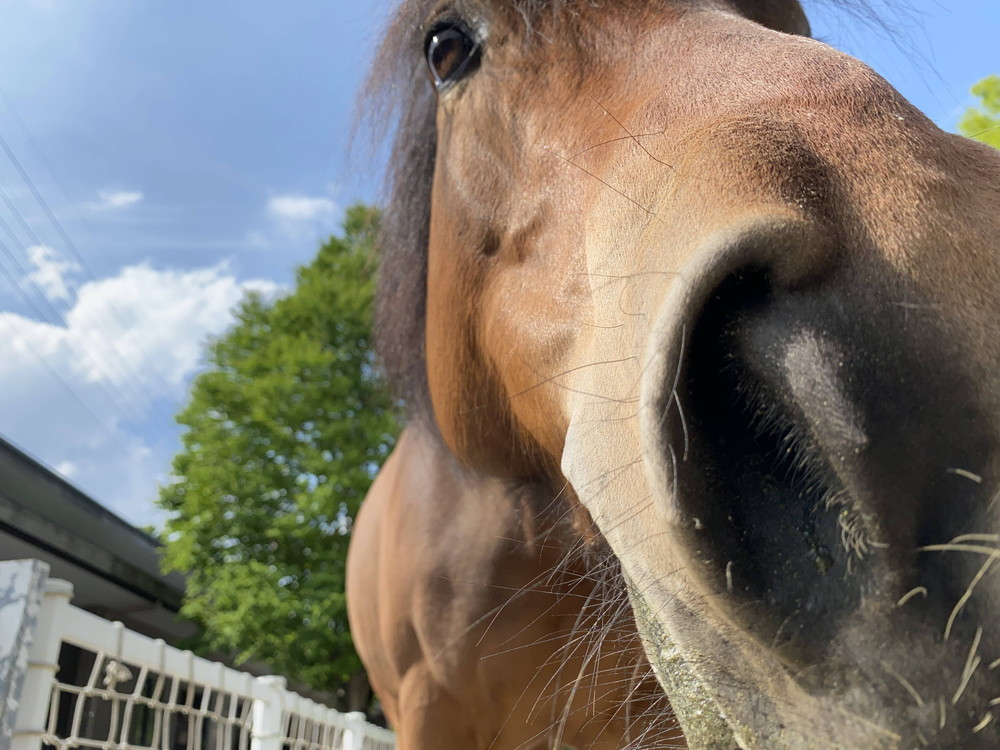 ぱかぱか ぺろ2 ソフィア1.jpg