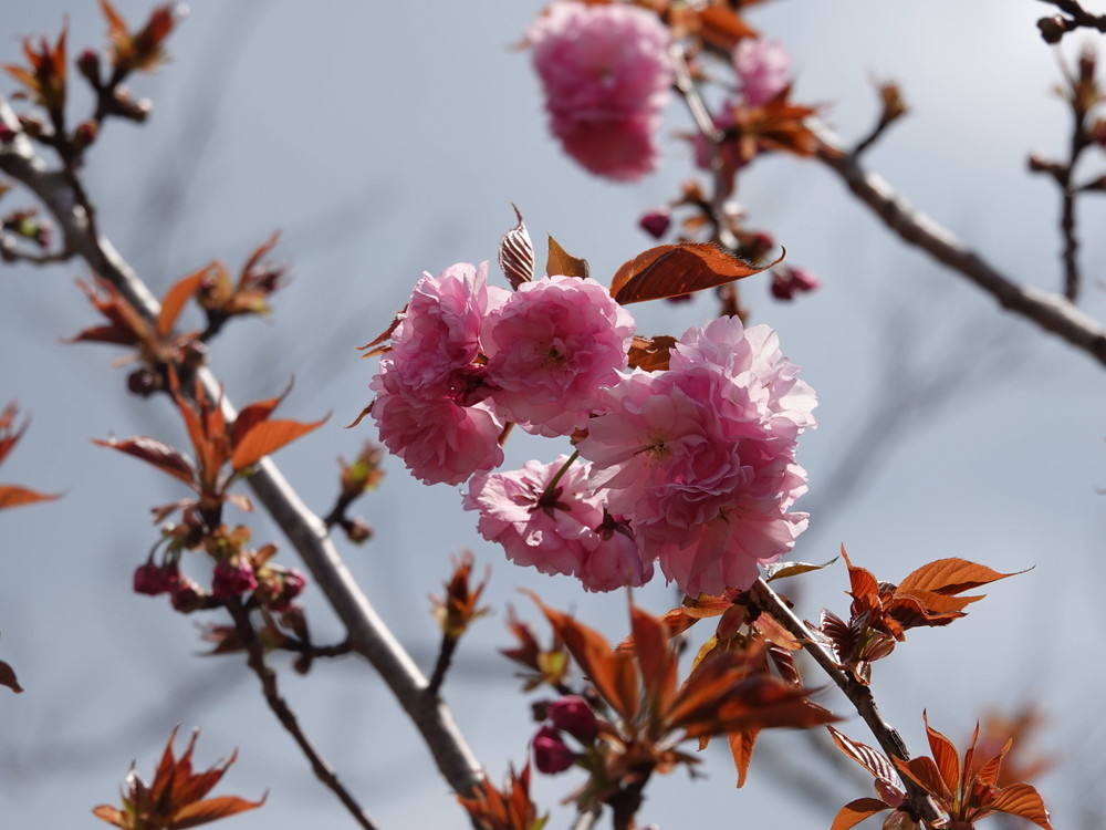 ズーラシアに咲く桜 桜開花 よこはま動物園ズーラシア公式サイト 公益財団法人 横浜市緑の協会