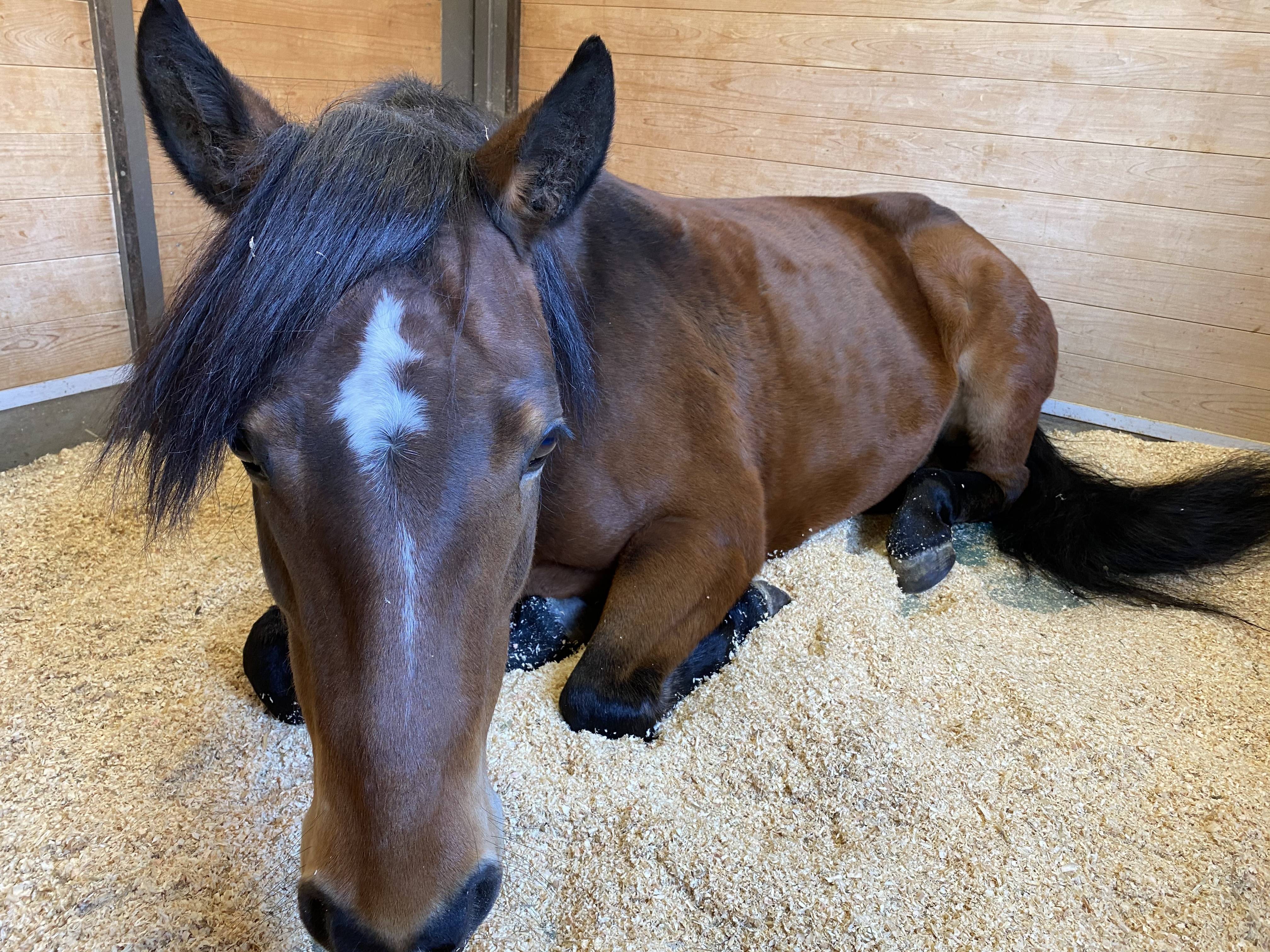 ぱかぱか 体重9.jpg