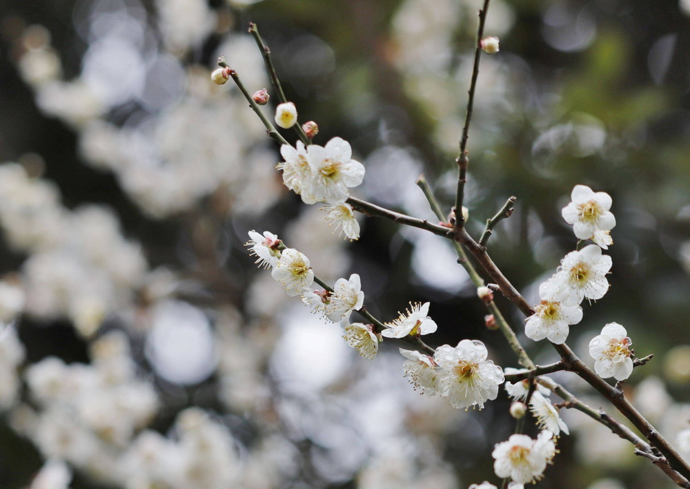 ズーラシアに咲く桜 桜開花 よこはま動物園ズーラシア公式サイト 公益財団法人 横浜市緑の協会