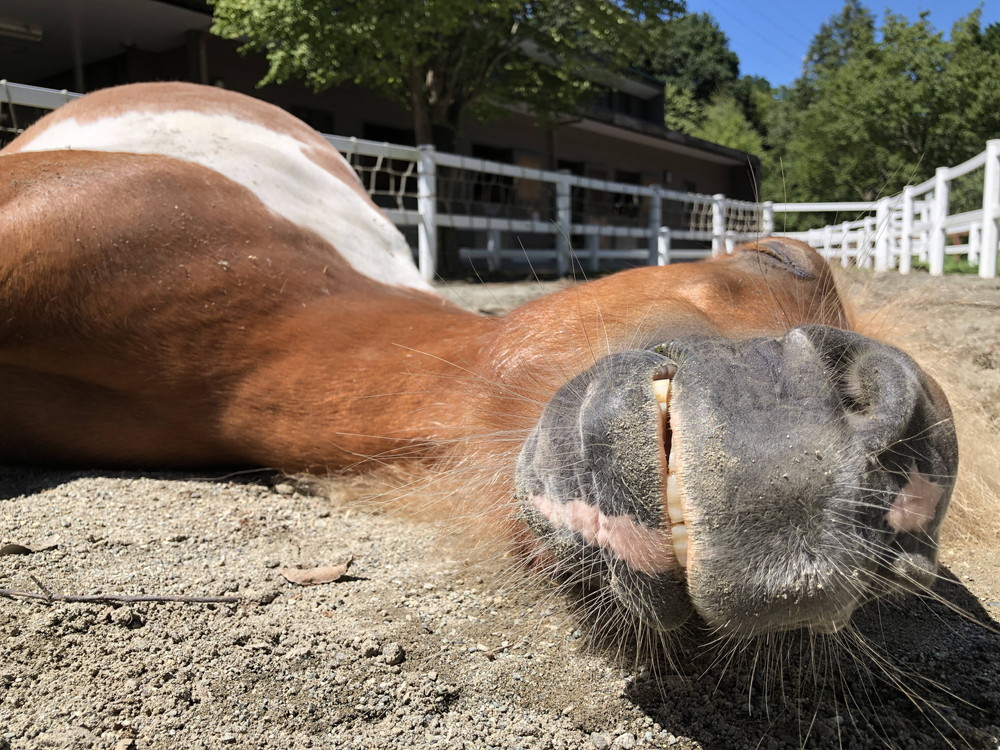 ぱかぱか202009おじいちゃん2 (2).jpg